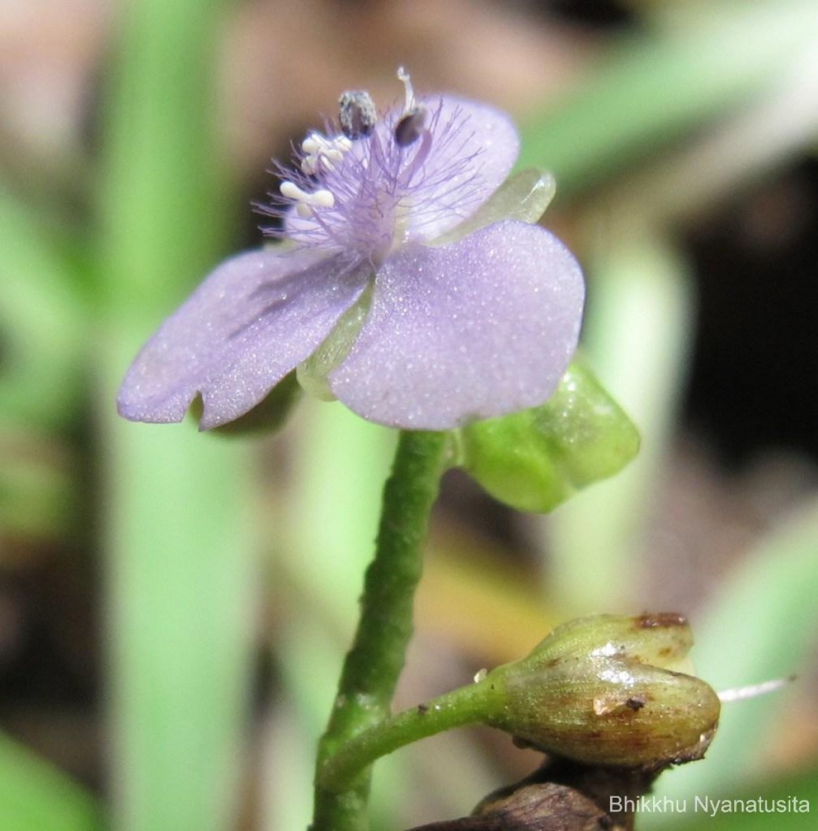 Murdannia simplex (Vahl) Brenan